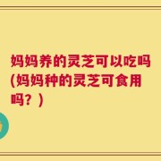 妈妈养的灵芝可以吃吗(妈妈种的灵芝可食用吗？)