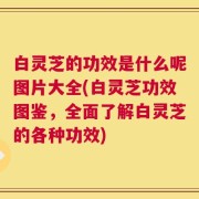 白灵芝的功效是什么呢图片大全(白灵芝功效图鉴，全面了解白灵芝的各种功效)