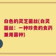 白色的灵芝菌丝(白灵菌丝：一种珍贵的食药兼用菌种)