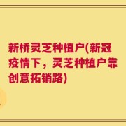 新桥灵芝种植户(新冠疫情下，灵芝种植户靠创意拓销路)