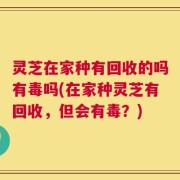灵芝在家种有回收的吗有毒吗(在家种灵芝有回收，但会有毒？)