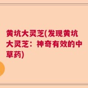 黄坑大灵芝(发现黄坑大灵芝:神奇有效的中草药)