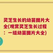 灵芝生长的幼苗图片大全(观赏灵芝生长过程：一组幼苗图片大全)