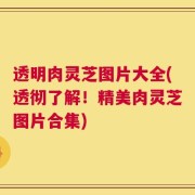 透明肉灵芝图片大全(透彻了解！精美肉灵芝图片合集)