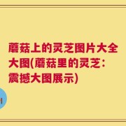 蘑菇上的灵芝图片大全大图(蘑菇里的灵芝：震撼大图展示)