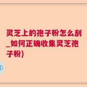 灵芝上的孢子粉怎么刮_如何正确收集灵芝孢子粉)