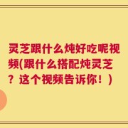 灵芝跟什么炖好吃呢视频(跟什么搭配炖灵芝？这个视频告诉你！)