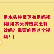 用木头种灵芝有用吗视频(用木头种植灵芝有效吗？重要的是这个视频！)