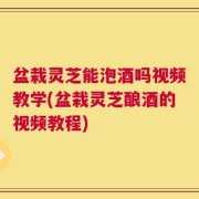 盆栽灵芝能泡酒吗视频教学(盆栽灵芝酿酒的视频教程)