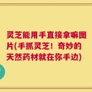 灵芝能用手直接拿嘛图片(手抓灵芝！奇妙的天然药材就在你手边)