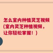 怎么室内种植灵芝视频(室内灵芝种植视频，让你轻松掌握！)