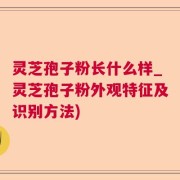 灵芝孢子粉长什么样_灵芝孢子粉外观特征及识别方法)