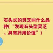 石头长的灵芝叫什么品种(“发现石头型灵芝，具有药用价值”)