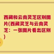 西藏和云南灵芝区别图片(西藏灵芝与云南灵芝：一张图片看出区别)