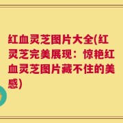 红血灵芝图片大全(红灵芝完美展现：惊艳红血灵芝图片藏不住的美感)