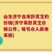 山东济宁自采野灵芝的价格(济宁采野灵芝价格公开，吸引众人前来采摘)