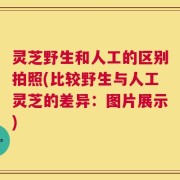 灵芝野生和人工的区别拍照(比较野生与人工灵芝的差异：图片展示)