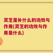 灵芝是补什么的功效与作用(灵芝的功效与作用是什么)