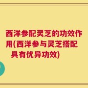 西洋参配灵芝的功效作用(西洋参与灵芝搭配  具有优异功效)