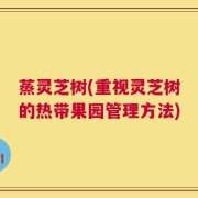 蒸灵芝树(重视灵芝树的热带果园管理方法)