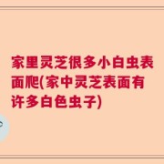 家里灵芝很多小白虫表面爬(家中灵芝表面有许多白色虫子)