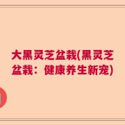 大黑灵芝盆栽(黑灵芝盆栽：健康养生新宠)