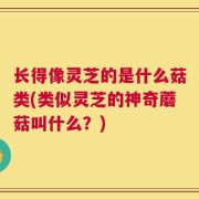长得像灵芝的是什么菇类(类似灵芝的神奇蘑菇叫什么？)