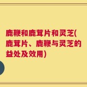 鹿鞭和鹿茸片和灵芝(鹿茸片、鹿鞭与灵芝的益处及效用)