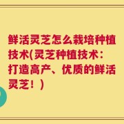 鲜活灵芝怎么栽培种植技术(灵芝种植技术：打造高产、优质的鲜活灵芝！)