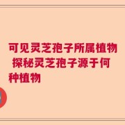 可见灵芝孢子所属植物 探秘灵芝孢子源于何种植物