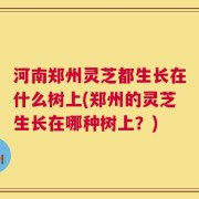 河南郑州灵芝都生长在什么树上(郑州的灵芝生长在哪种树上？)