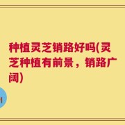 种植灵芝销路好吗(灵芝种植有前景，销路广阔)