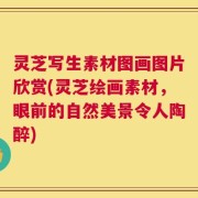 灵芝写生素材图画图片欣赏(灵芝绘画素材，眼前的自然美景令人陶醉)