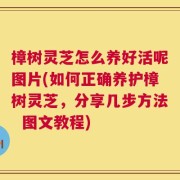 樟树灵芝怎么养好活呢图片(如何正确养护樟树灵芝，分享几步方法  图文教程)