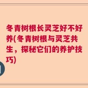 冬青树根长灵芝好不好养(冬青树根与灵芝共生，探秘它们的养护技巧)