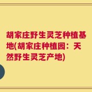 胡家庄野生灵芝种植基地(胡家庄种植园：天然野生灵芝产地)