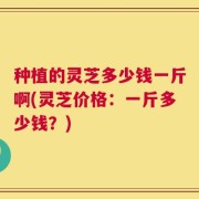 种植的灵芝多少钱一斤啊(灵芝价格：一斤多少钱？)