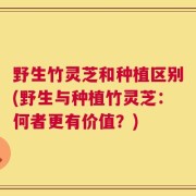 野生竹灵芝和种植区别(野生与种植竹灵芝：何者更有价值？)