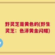 野灵芝是黄色的(野生灵芝：色泽黄金闪耀)