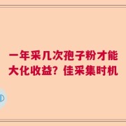 一年采几次孢子粉才能大化收益？佳采集时机