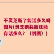 干灵芝断了能活多久呀图片(灵芝断裂后还能存活多久？（附图）)