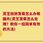 灵芝放到发霉怎么办呢图片(灵芝发霉怎么处理？教你一招简单有效的方法)