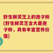 野生鲜灵芝上的孢子粉(野生鲜灵芝含大量孢子粉，具有丰富营养价值)