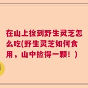 在山上捡到野生灵芝怎么吃(野生灵芝如何食用，山中捡得一颗！)