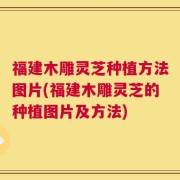 福建木雕灵芝种植方法图片(福建木雕灵芝的种植图片及方法)