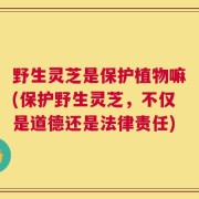 野生灵芝是保护植物嘛(保护野生灵芝，不仅是道德还是法律责任)
