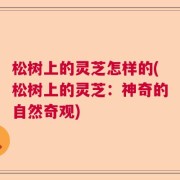松树上的灵芝怎样的(松树上的灵芝：神奇的自然奇观)