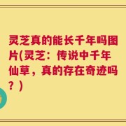 灵芝真的能长千年吗图片(灵芝：传说中千年仙草，真的存在奇迹吗？)