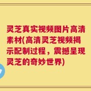 灵芝真实视频图片高清素材(高清灵芝视频揭示配制过程，震撼呈现灵芝的奇妙世界)
