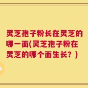 灵芝孢子粉长在灵芝的哪一面(灵芝孢子粉在灵芝的哪个面生长？)